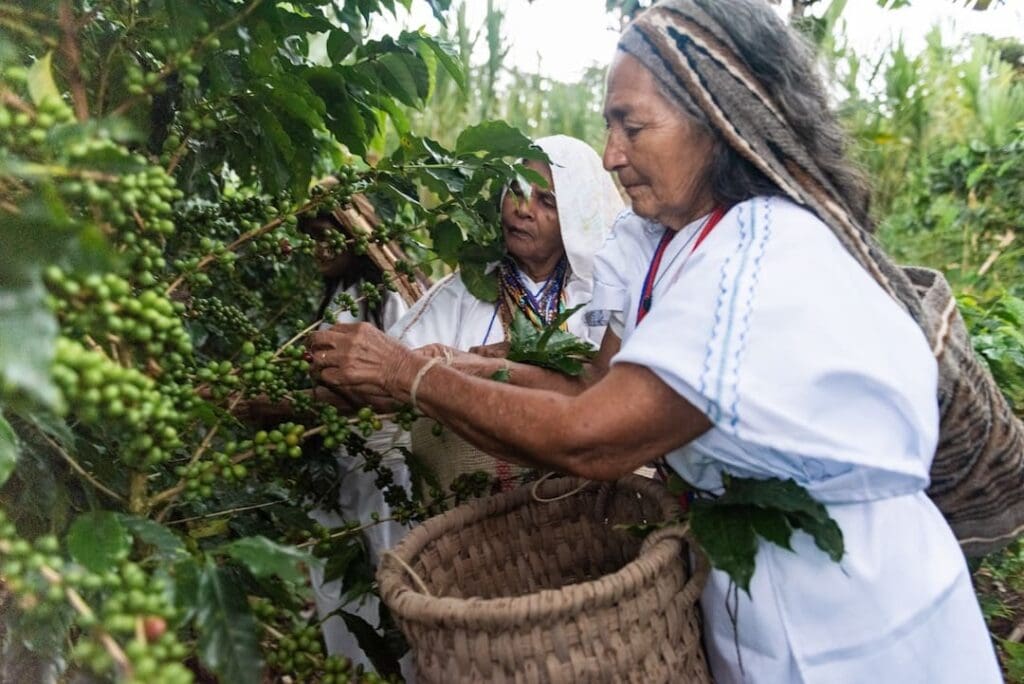 A photo of two women picking coffee